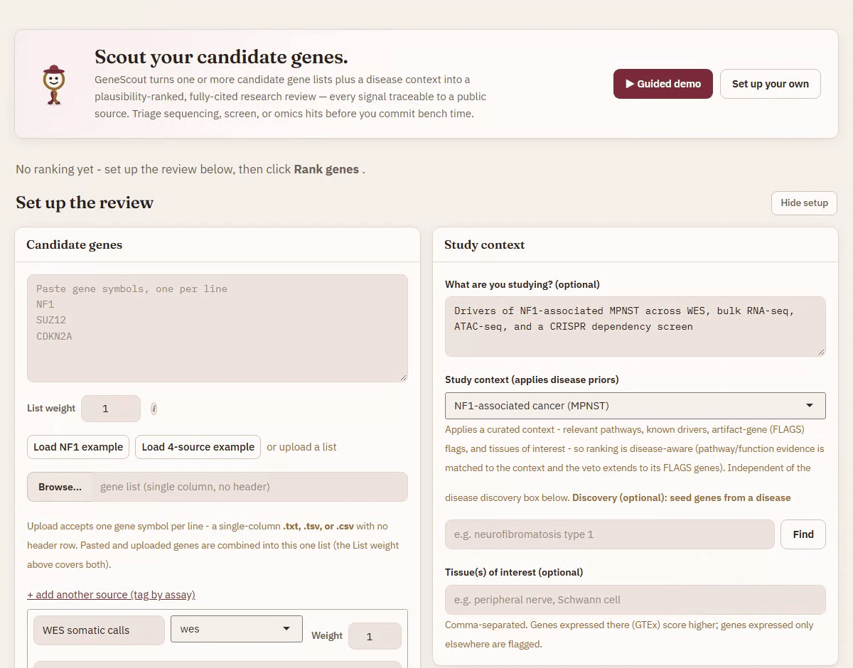 An animation of GeneScout. The setup page holds four example gene lists and the study context NF1-associated cancer (MPNST). After Rank genes, the review shows 32 candidates ranked across 12 sources, with EGFR first. Selecting NF1 switches the panel on the right to its composite score of 0.55 and its breakdown by source, from Open Targets association to STRING connectivity. Opening its grounded evidence lists 38 cited items, starting with an Open Targets association with neurofibromatosis type 1.